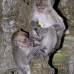 monkey_macaque_balinese_mf_ubud_v_0987_bal4703.jpg